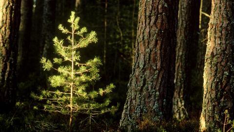 树苗(微软Win7宽屏图片)