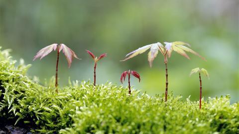 树苗(微软Win7宽屏图片)