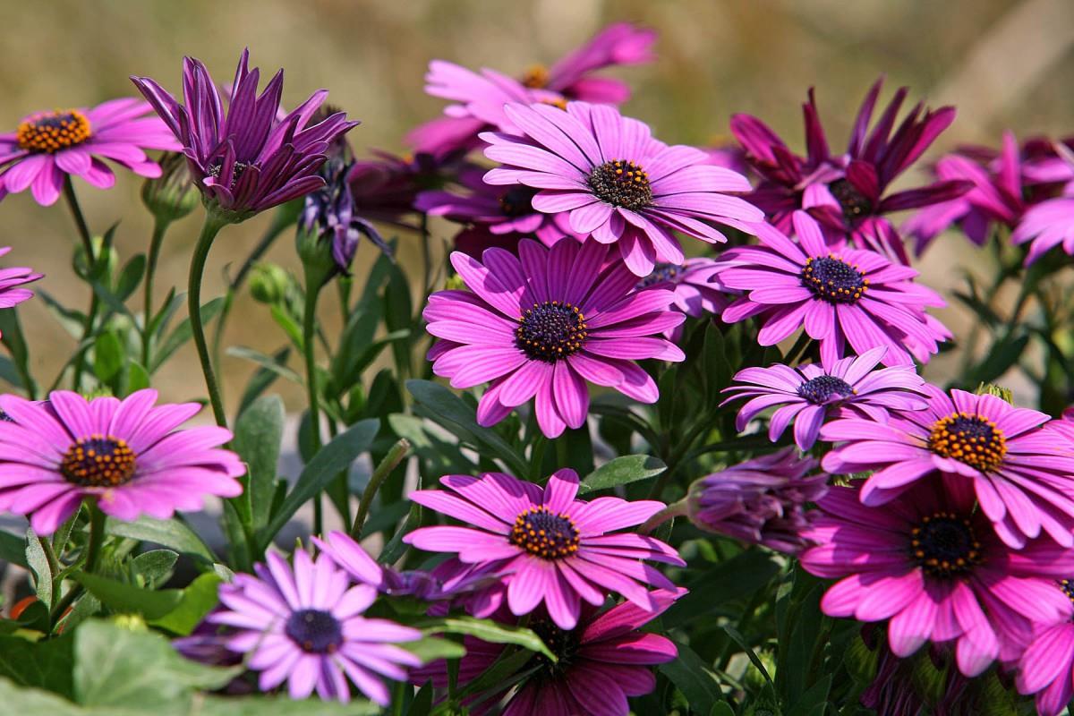 南非万寿菊图片大全