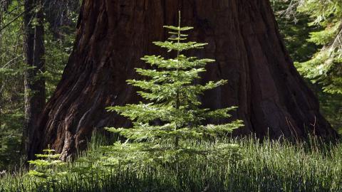 树苗(微软Win7宽屏图片)