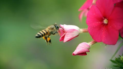 蜜蜂与花高清微距图片