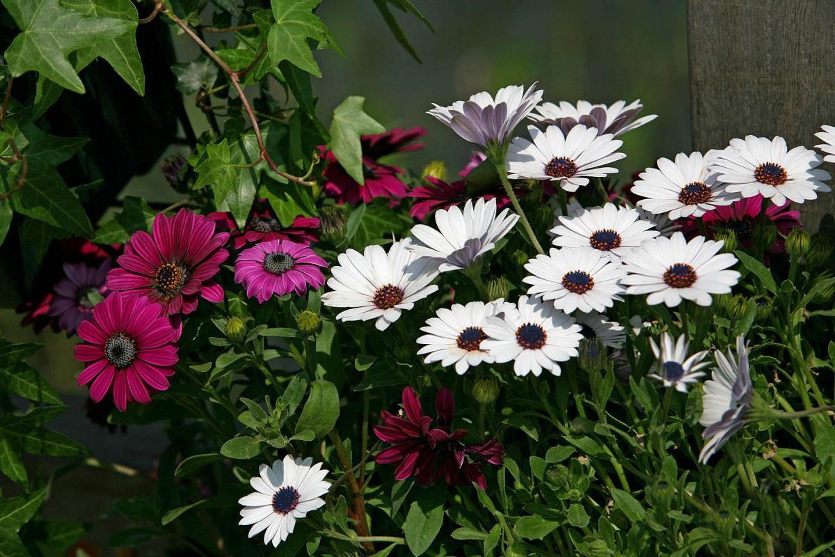 南非万寿菊图片大全