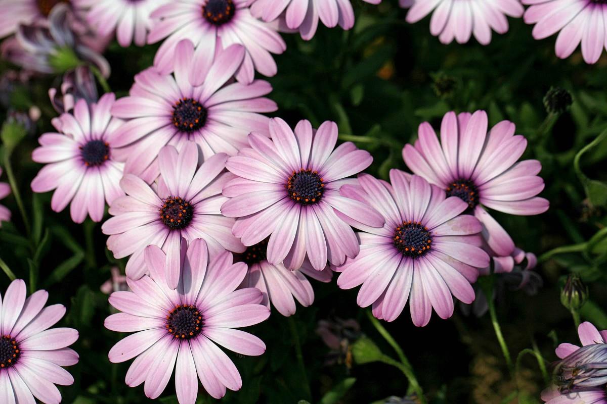 南非万寿菊图片大全