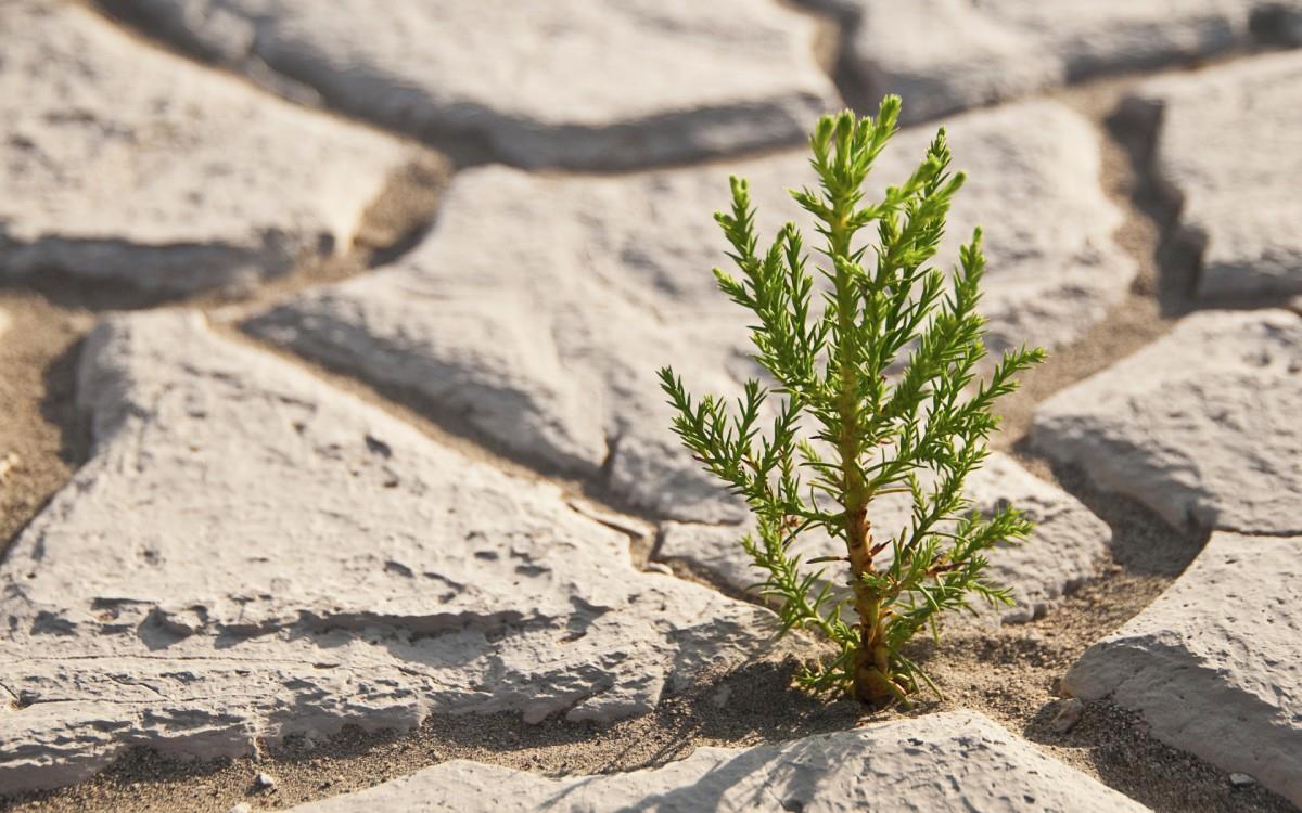 树苗(微软Win7宽屏图片)