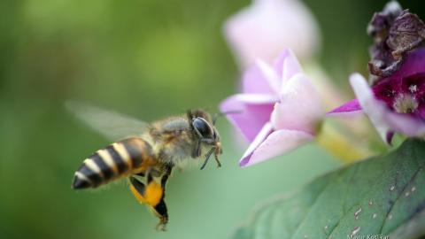 蜜蜂与花高清微距图片