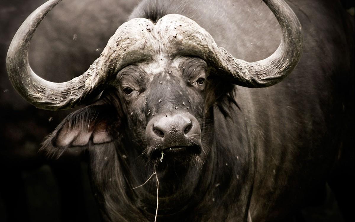 国家地理动物专辑图片