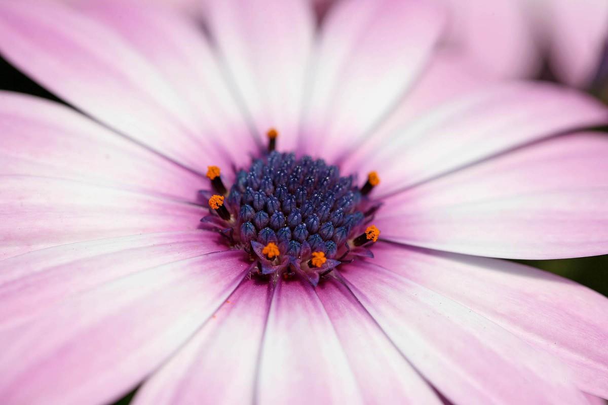 南非万寿菊图片大全