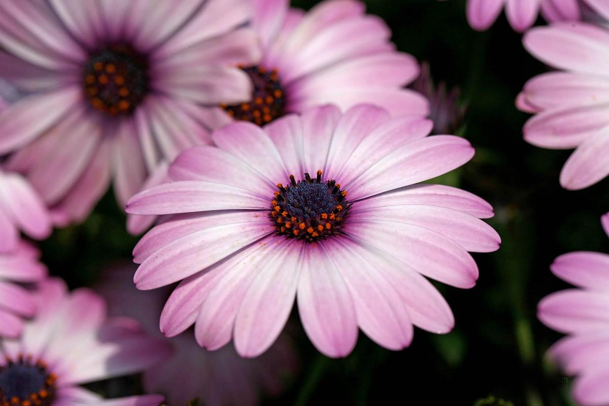 南非万寿菊图片大全