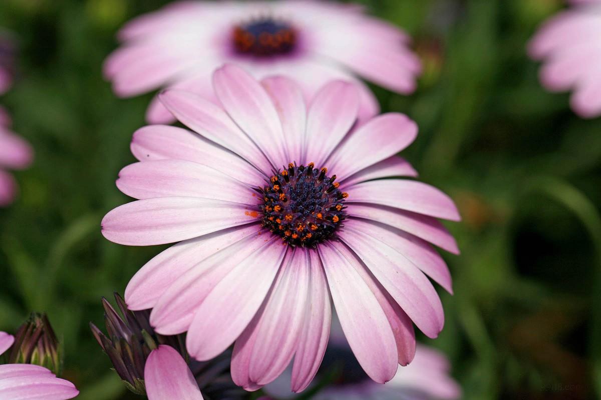 南非万寿菊图片大全