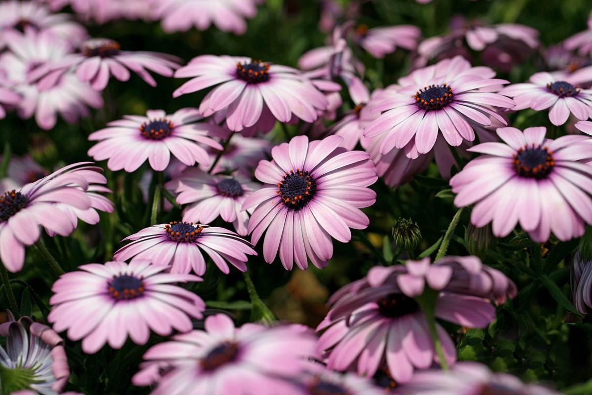 南非万寿菊图片大全