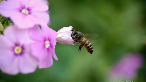 蜜蜂与花高清微距图片