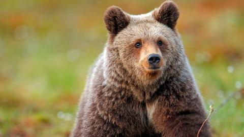 国家地理动物专辑图片