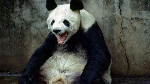 国家地理动物专辑图片