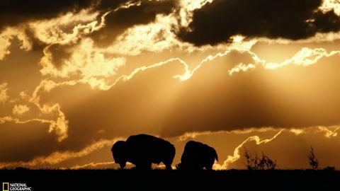 国家地理动物专辑图片