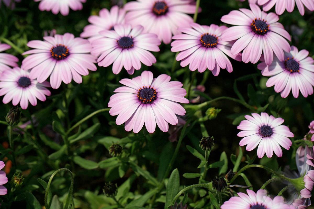 南非万寿菊图片大全