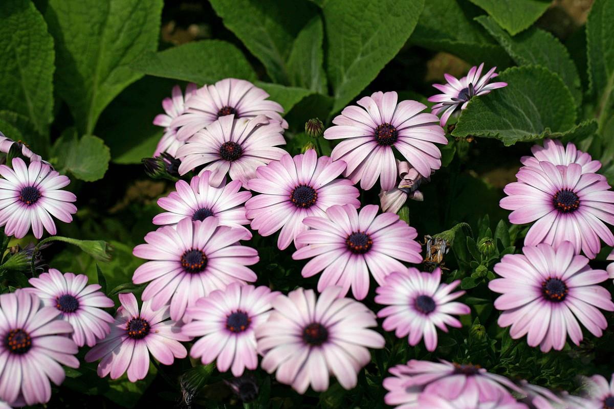 南非万寿菊图片大全