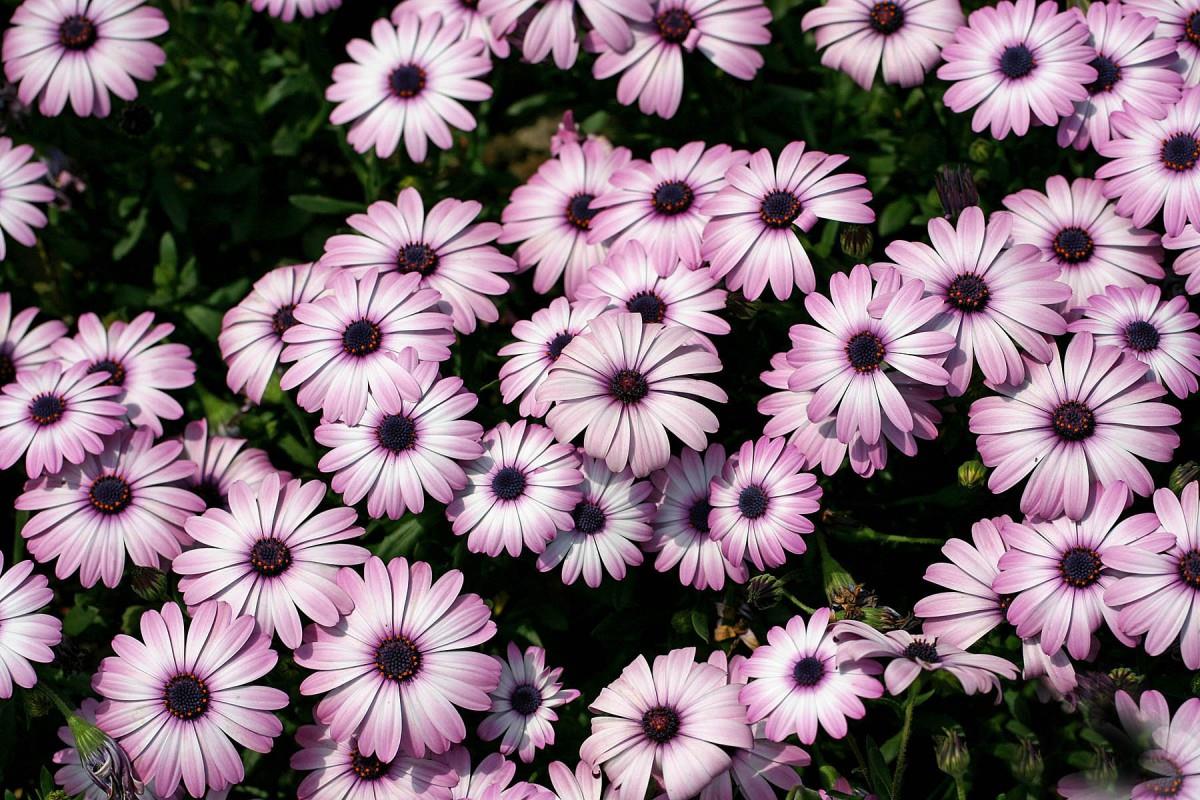 南非万寿菊图片大全