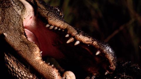 国家地理动物专辑图片