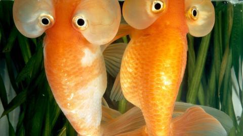 国家地理动物专辑图片