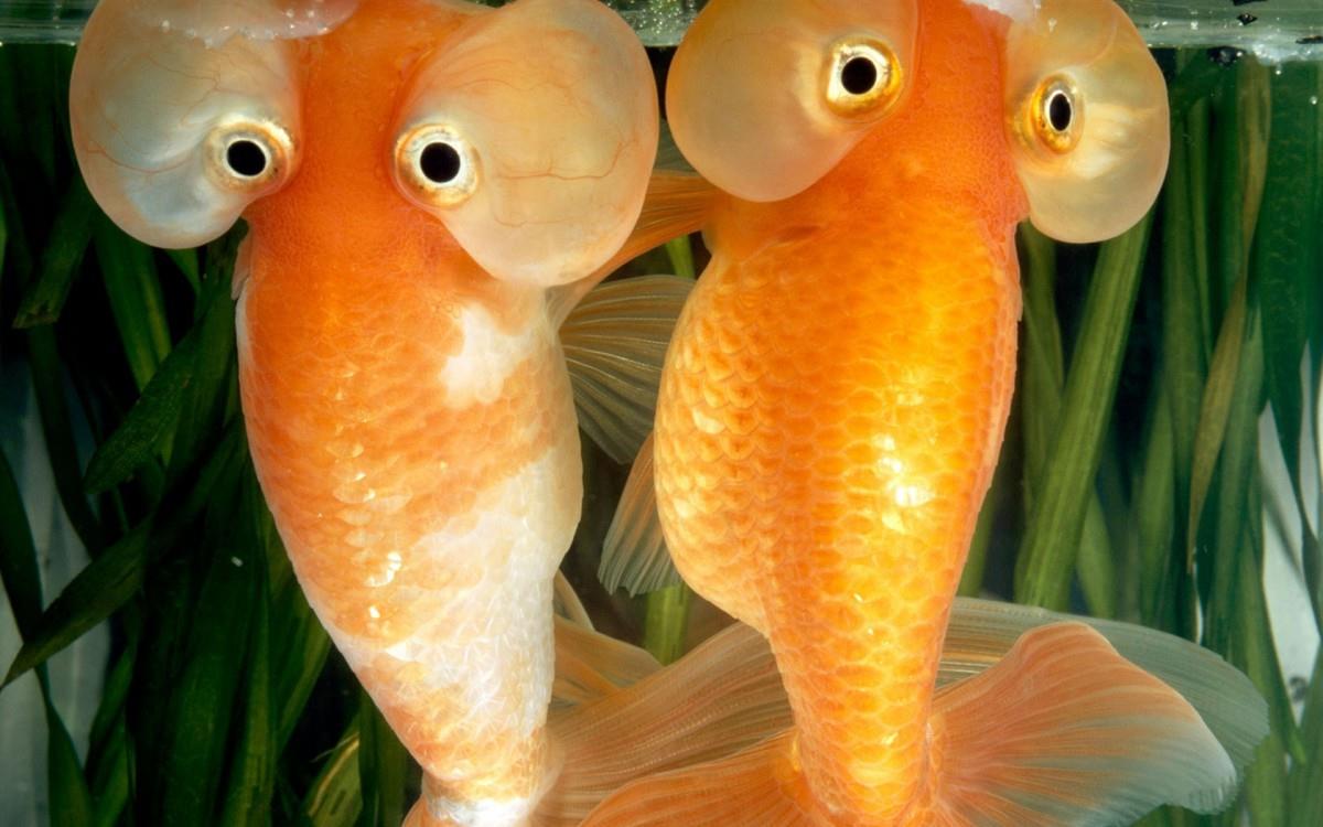 国家地理动物专辑图片