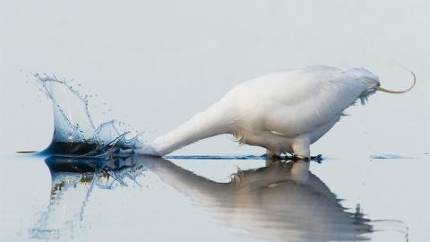 国家地理动物专辑图片