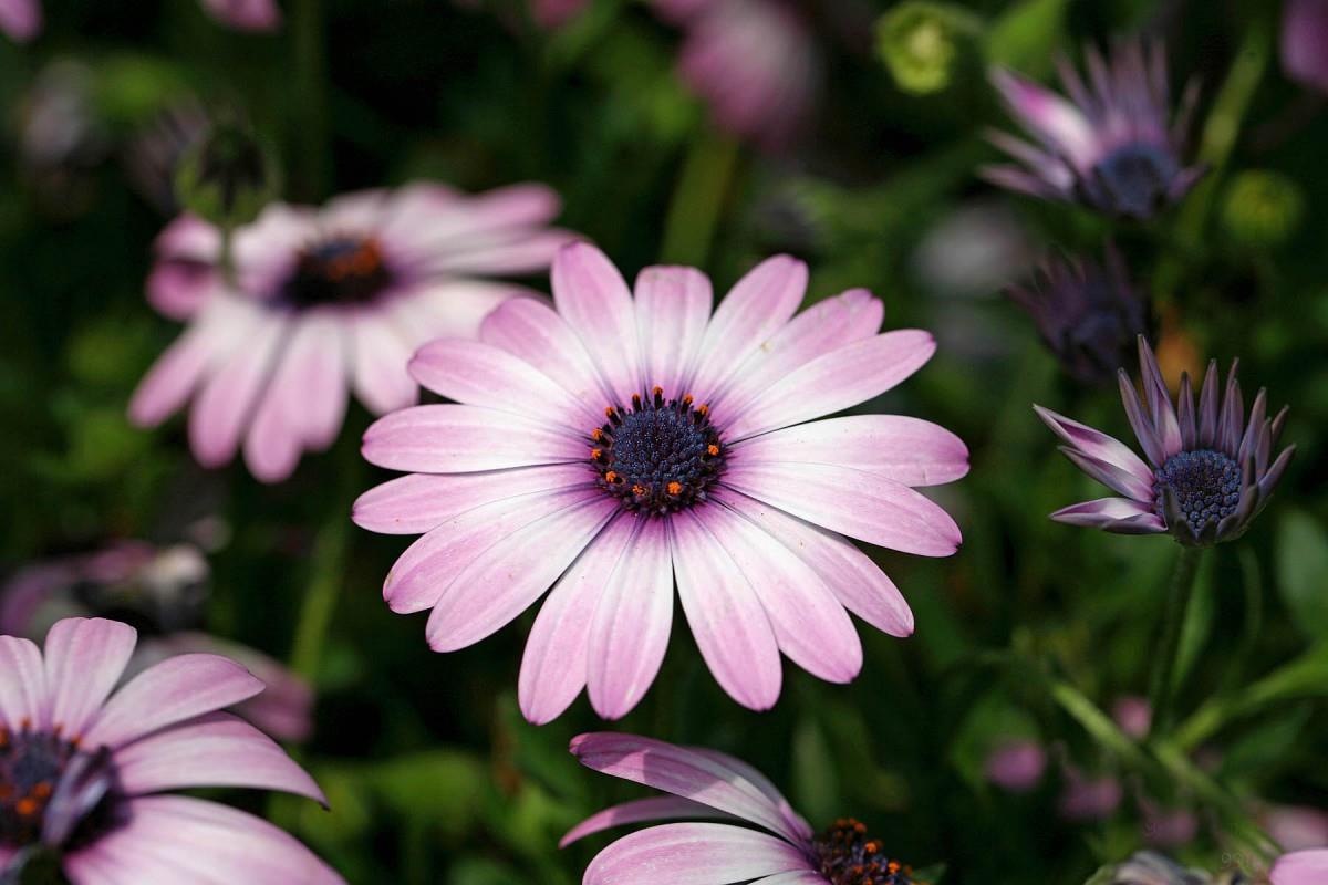 南非万寿菊图片大全