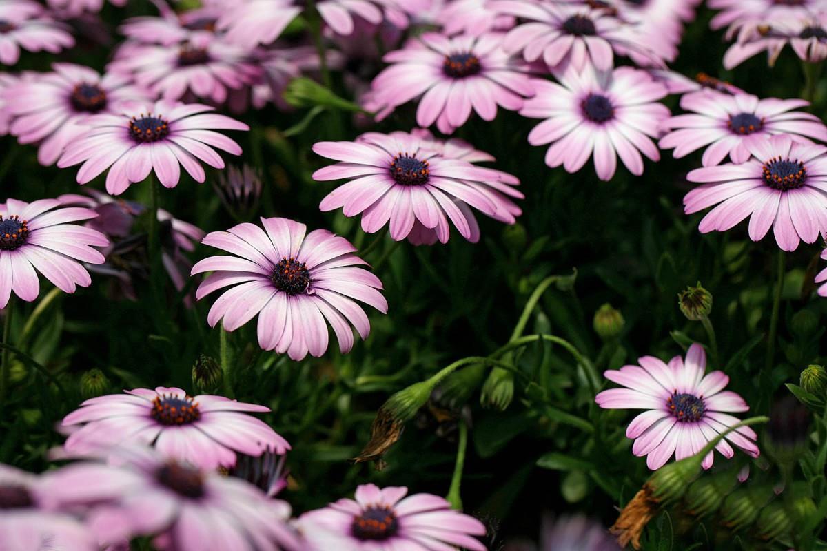 南非万寿菊图片大全