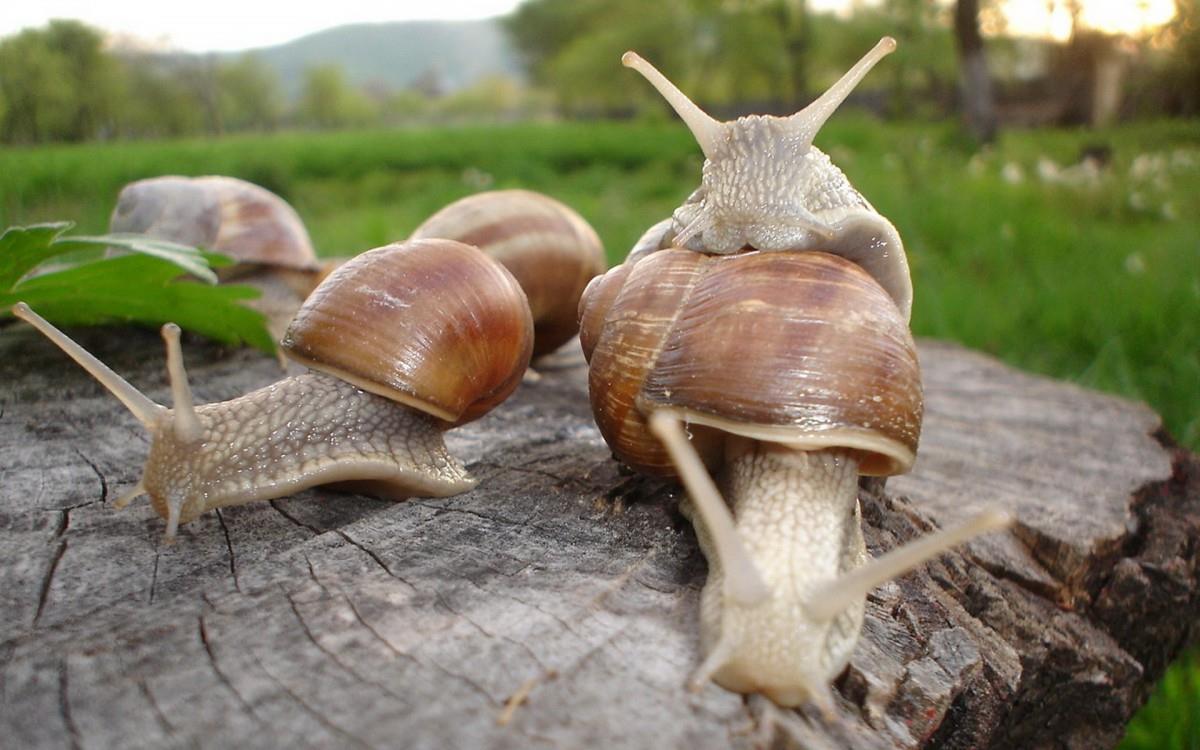 蜗牛图片