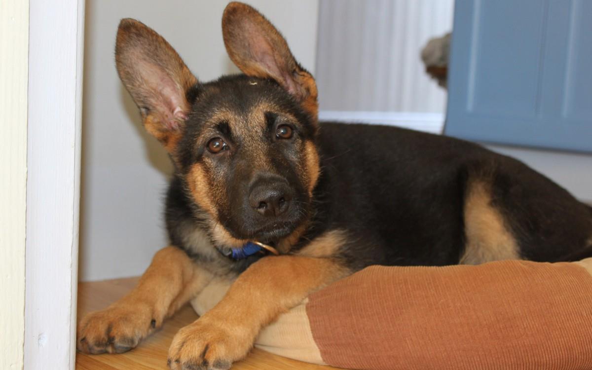 德国黑背犬图片大全