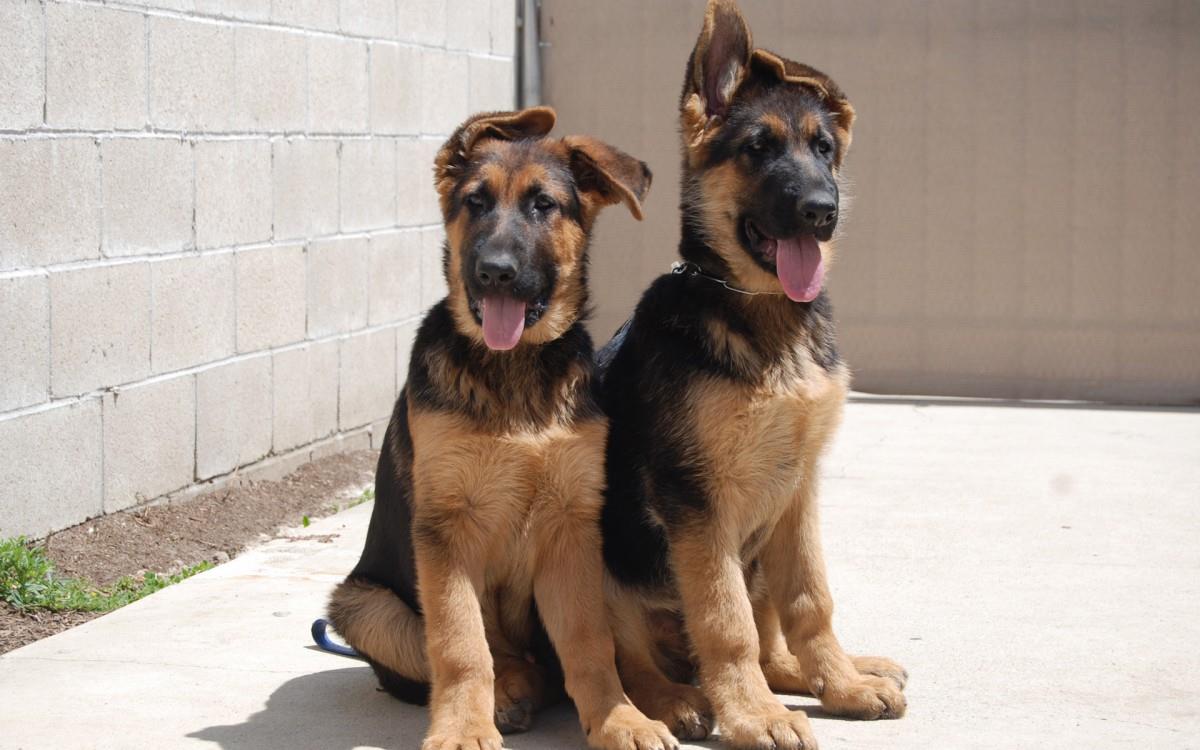 德国黑背犬图片大全