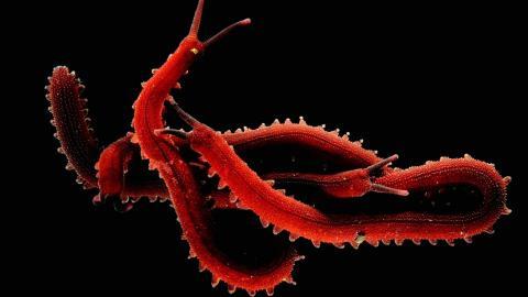 国家地理动物专辑图片