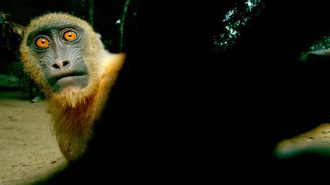 国家地理动物专辑图片