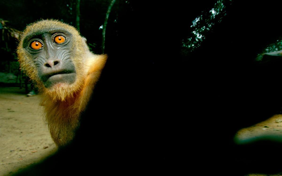 国家地理动物专辑图片