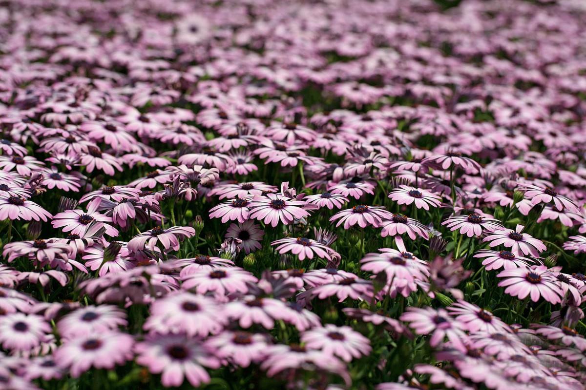 南非万寿菊图片大全