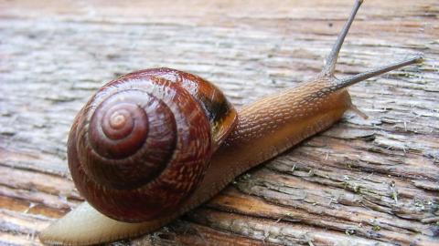 蜗牛图片