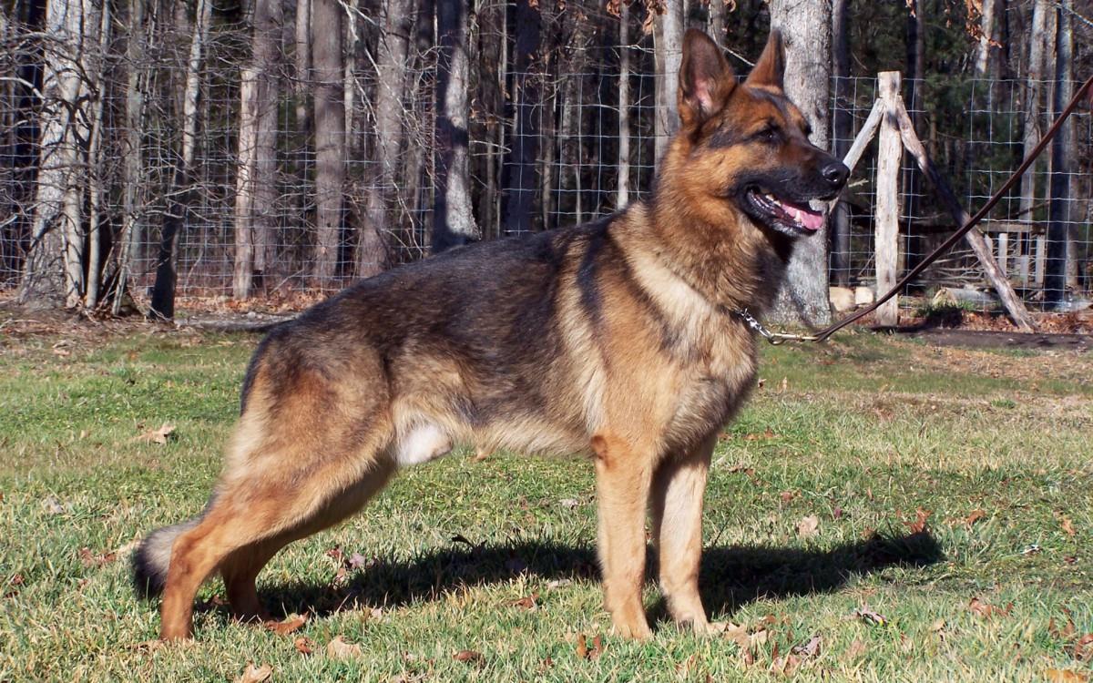 德国黑背犬图片大全