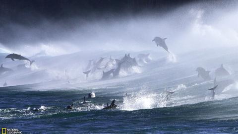 国家地理动物专辑图片