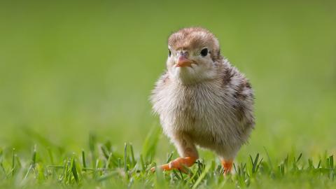 稚嫩可爱的小鸡图片