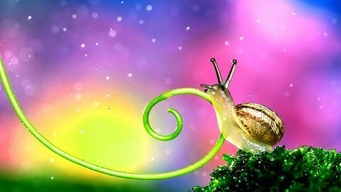 蜗牛图片