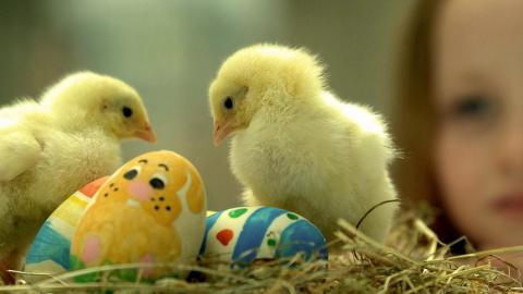 稚嫩可爱的小鸡图片