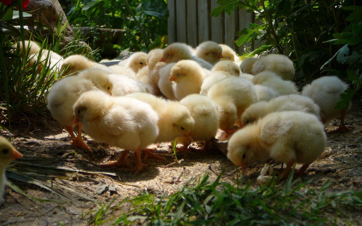 稚嫩可爱的小鸡图片