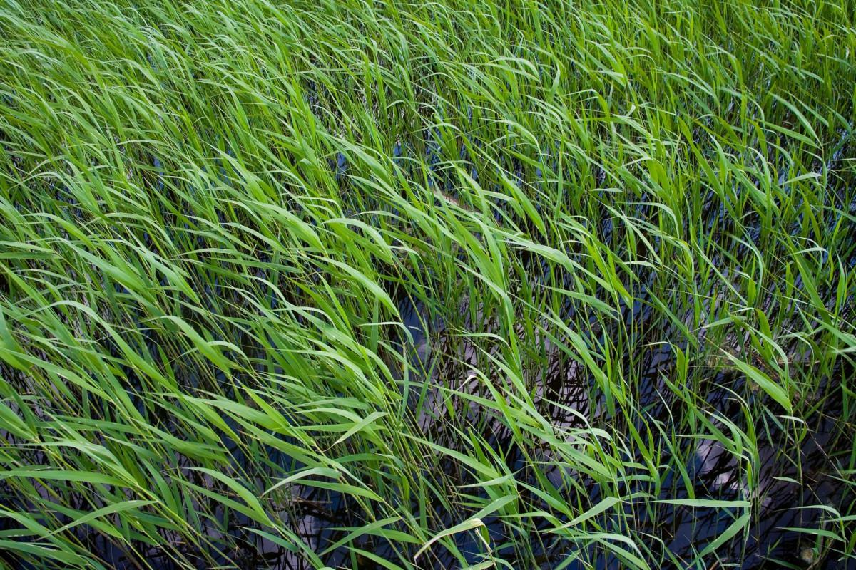 齐齐哈尔扎龙自然保护区风景图片大全