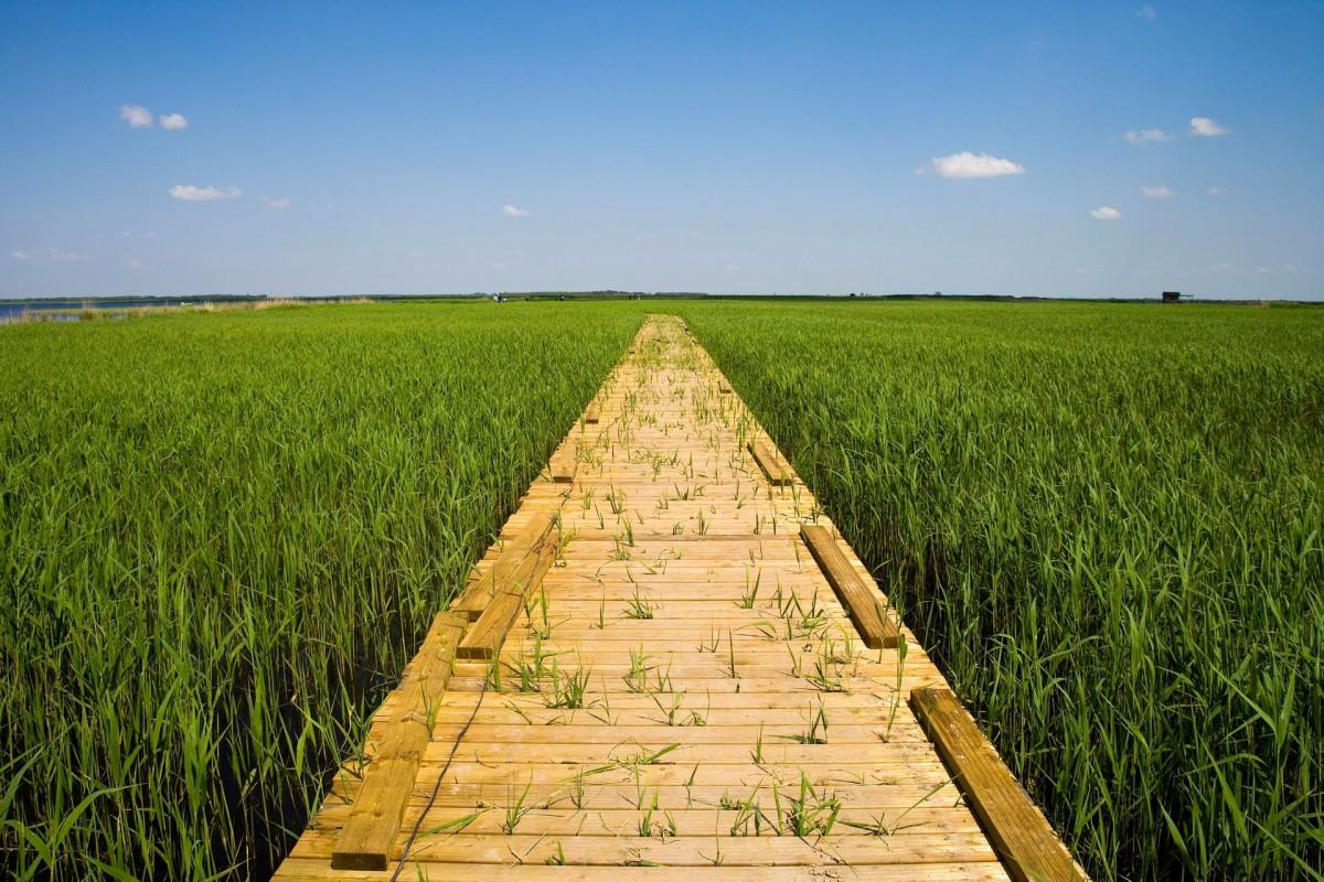 齐齐哈尔扎龙自然保护区风景图片大全