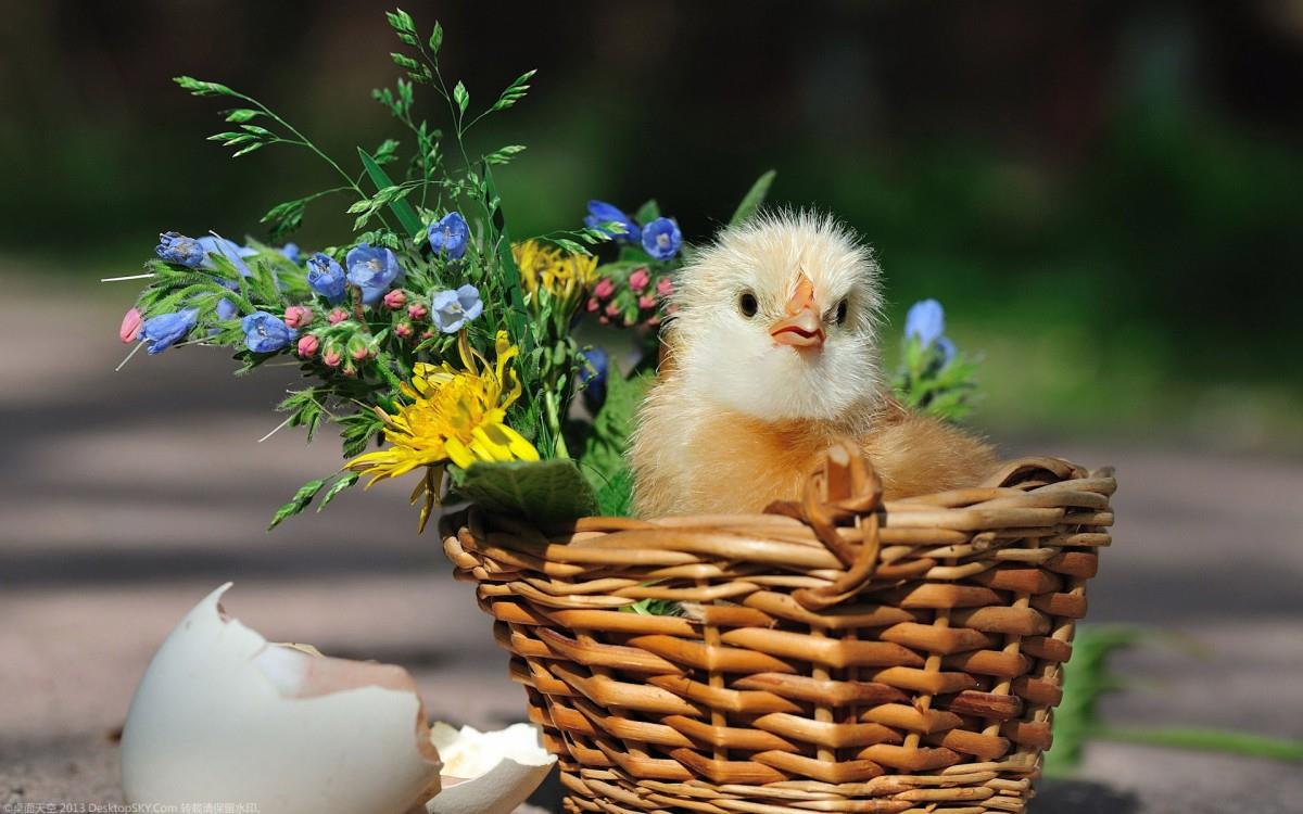 稚嫩可爱的小鸡图片