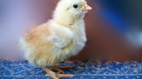 稚嫩可爱的小鸡图片