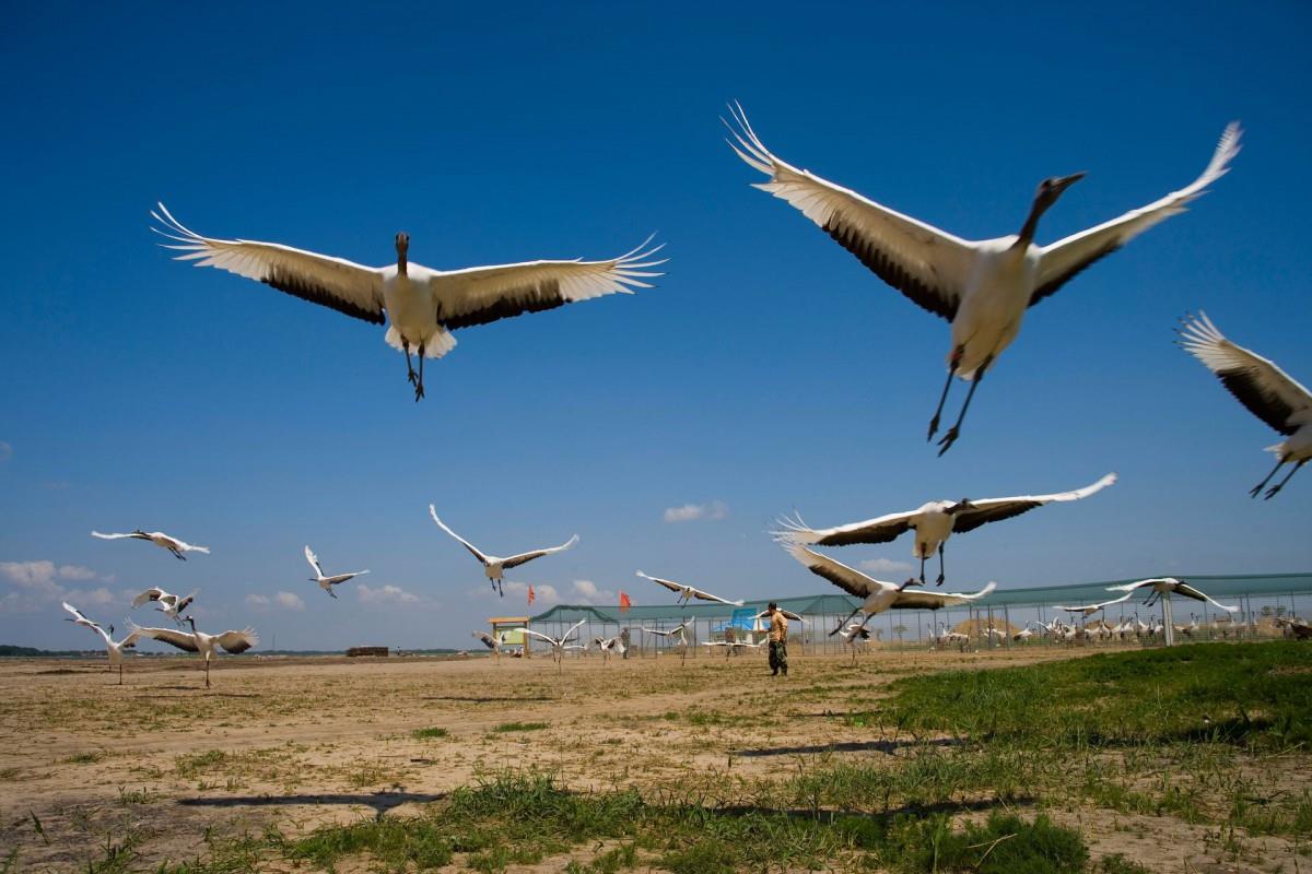 齐齐哈尔扎龙自然保护区风景图片大全