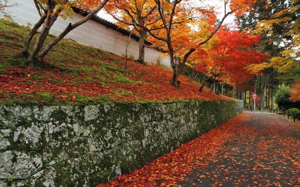 枫叶红叶满地风景图片