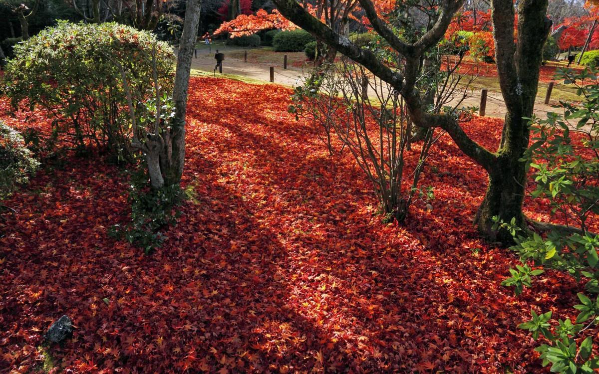 枫叶红叶满地风景图片