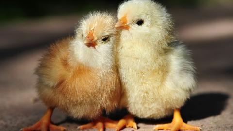 稚嫩可爱的小鸡图片