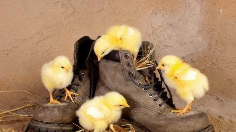 稚嫩可爱的小鸡图片